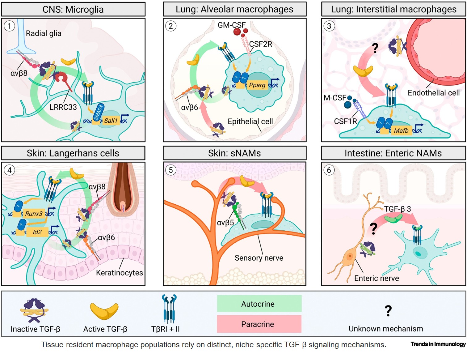 TGF-β regulates tissue-resident macrophage identity and function