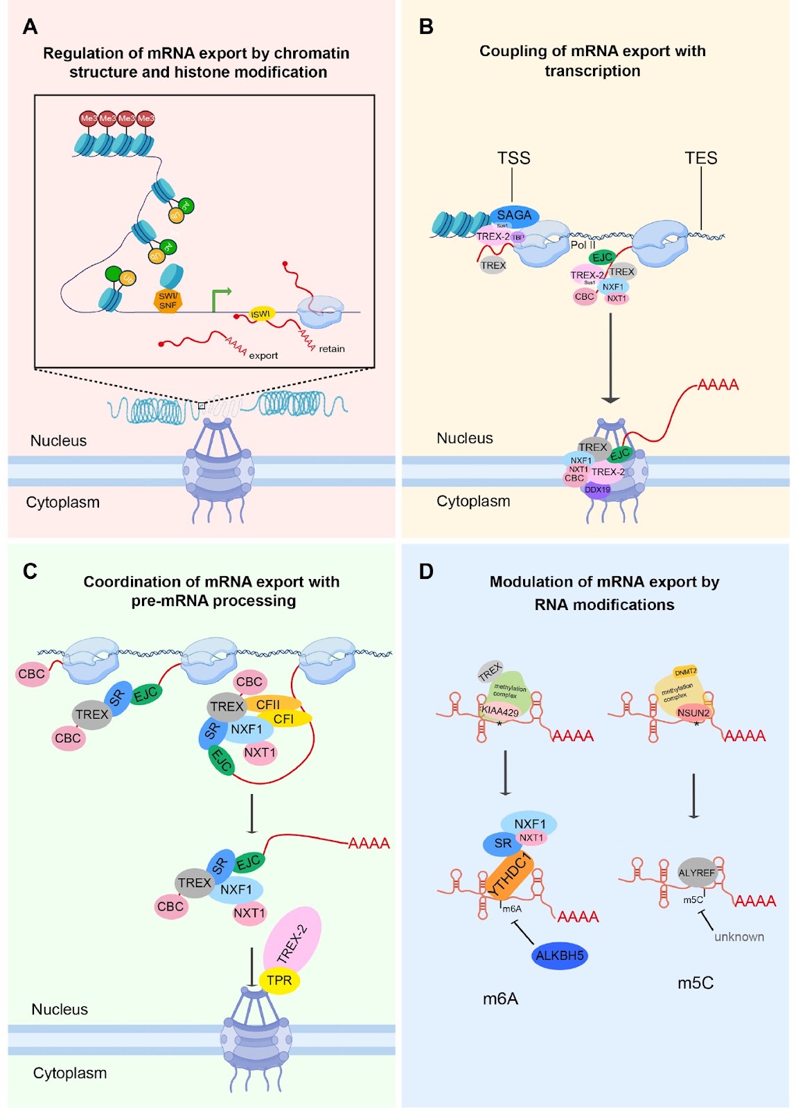 Nuclear mRNA export