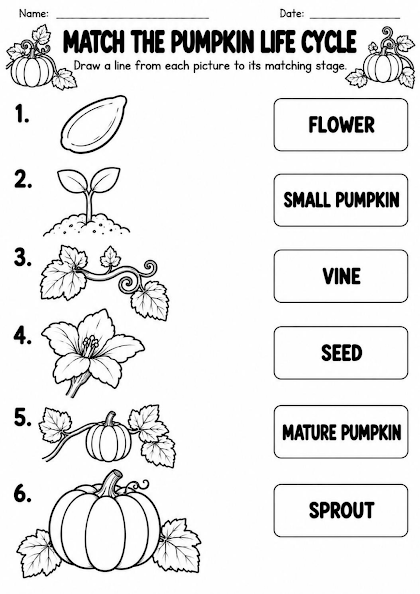 Pumpkin Life Cycle Stage Matching Worksheet