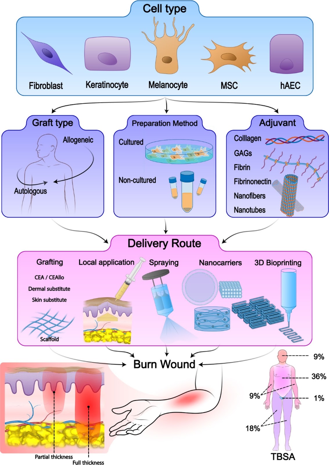Advancements in cell-based therapies for thermal burn wounds: a comprehensive systematic review of clinical trials outcomes