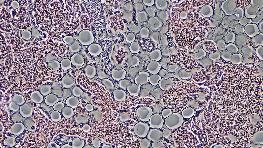 Fungal Toxins for Breakfast? Navigating Mycotoxins in Plant-Based Diets