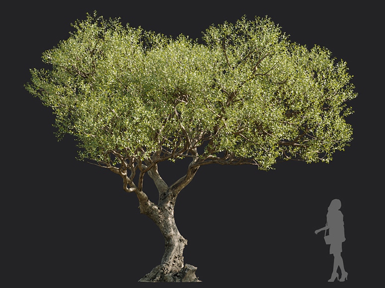 Maxtree - Plant Models Vol.113