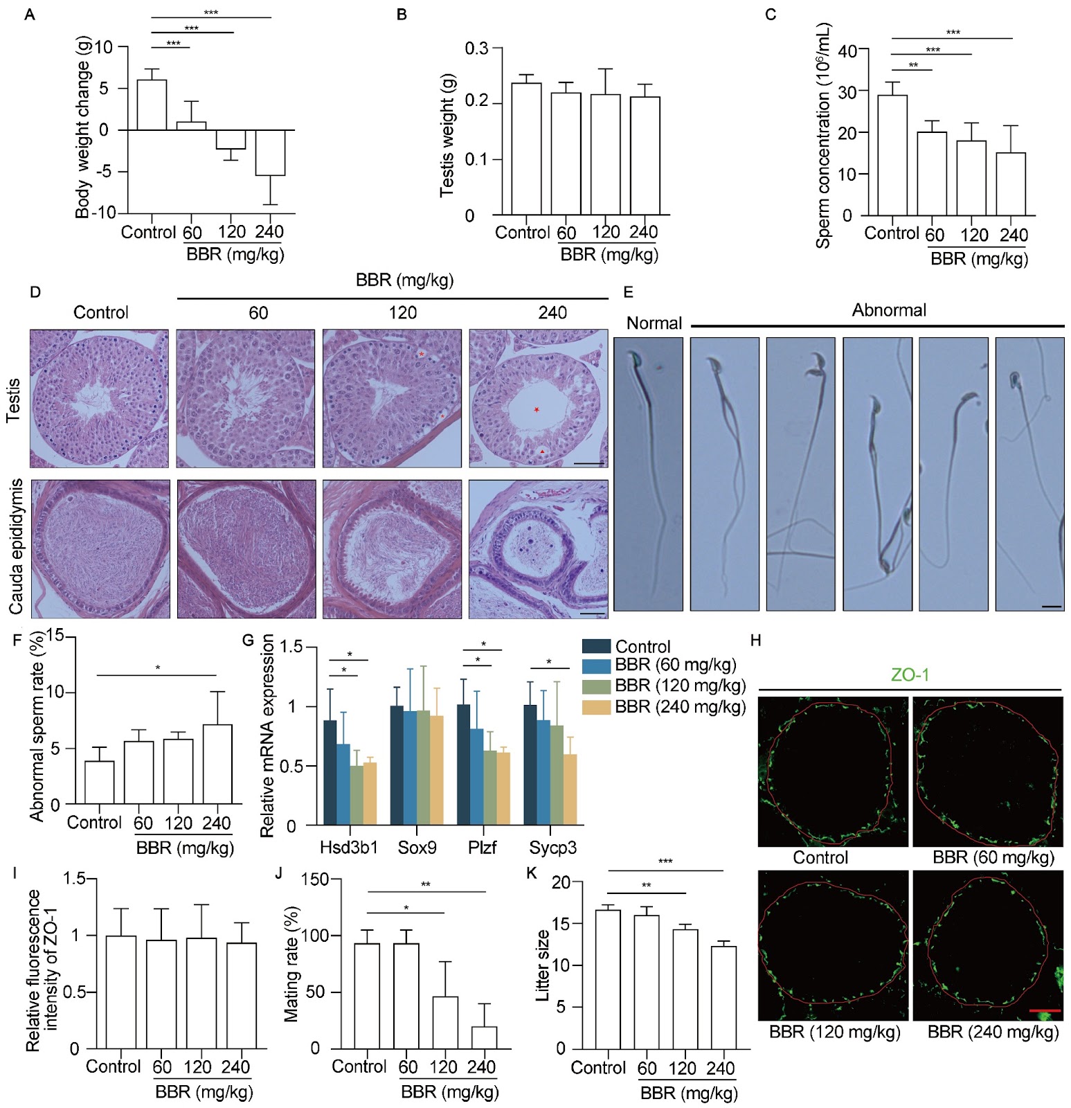 Berberine alters the gut microbiota metabolism and impairs spermatogenesis