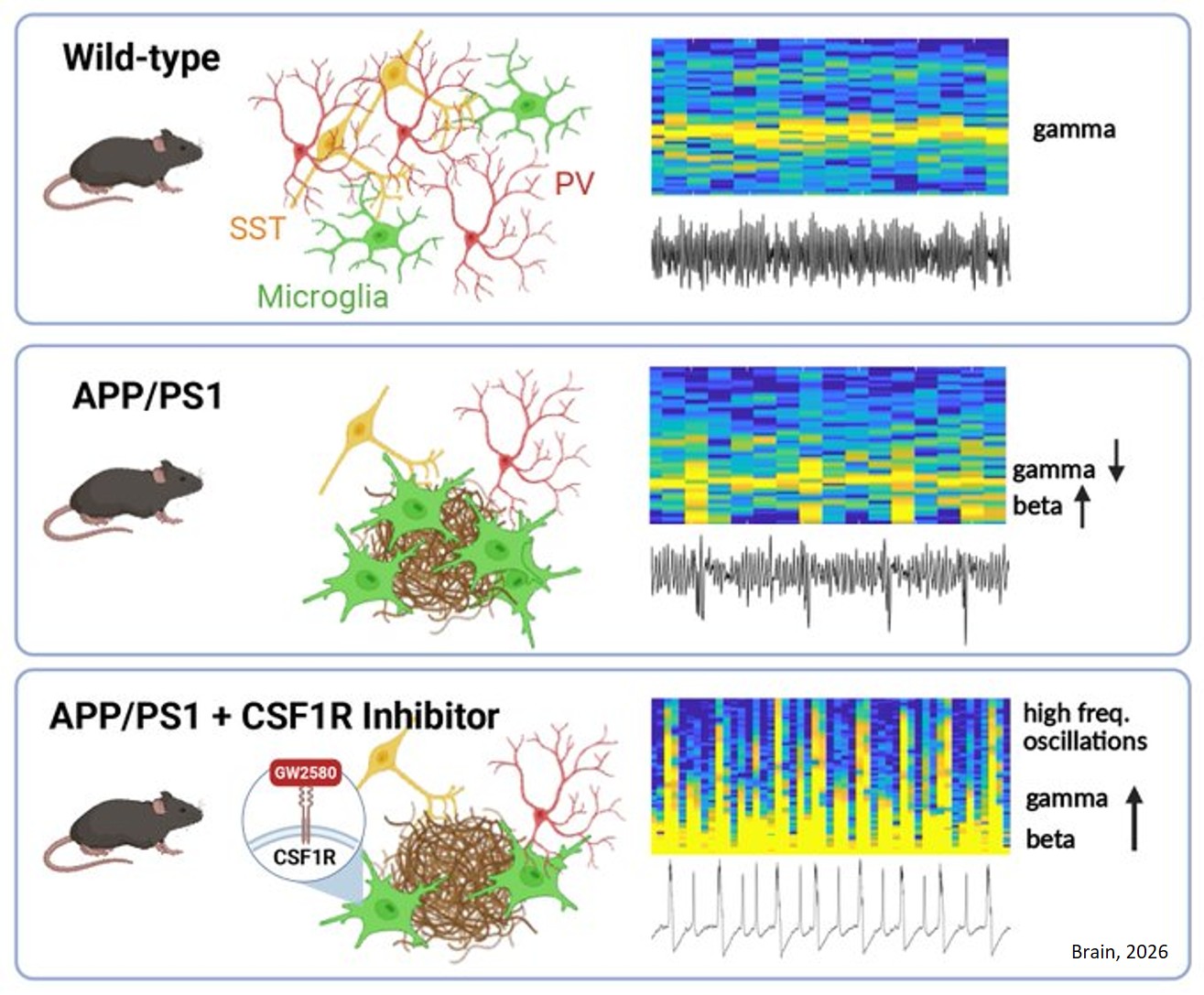 CSF1R inhibition exacerbates gamma oscillation disruption and induces network hyperexcitability in APP/PS1 mice