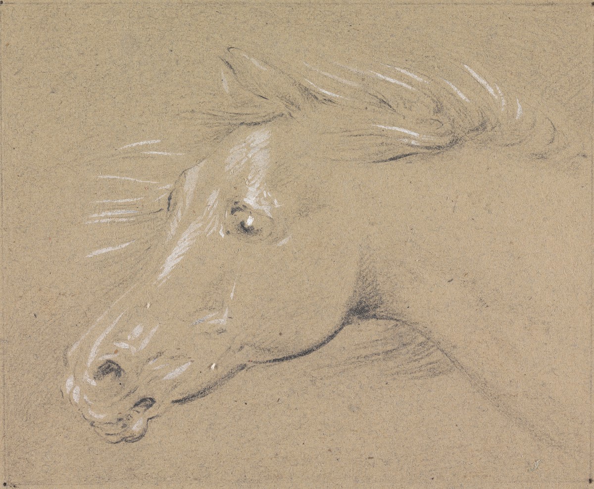 Head and Neck of a Frightened Horse Left Profile
