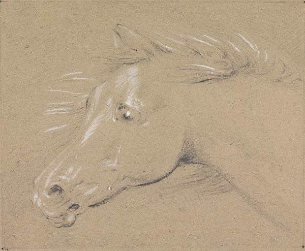 Head and Neck of a Frightened Horse Left Profile
