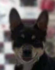 SAMBI