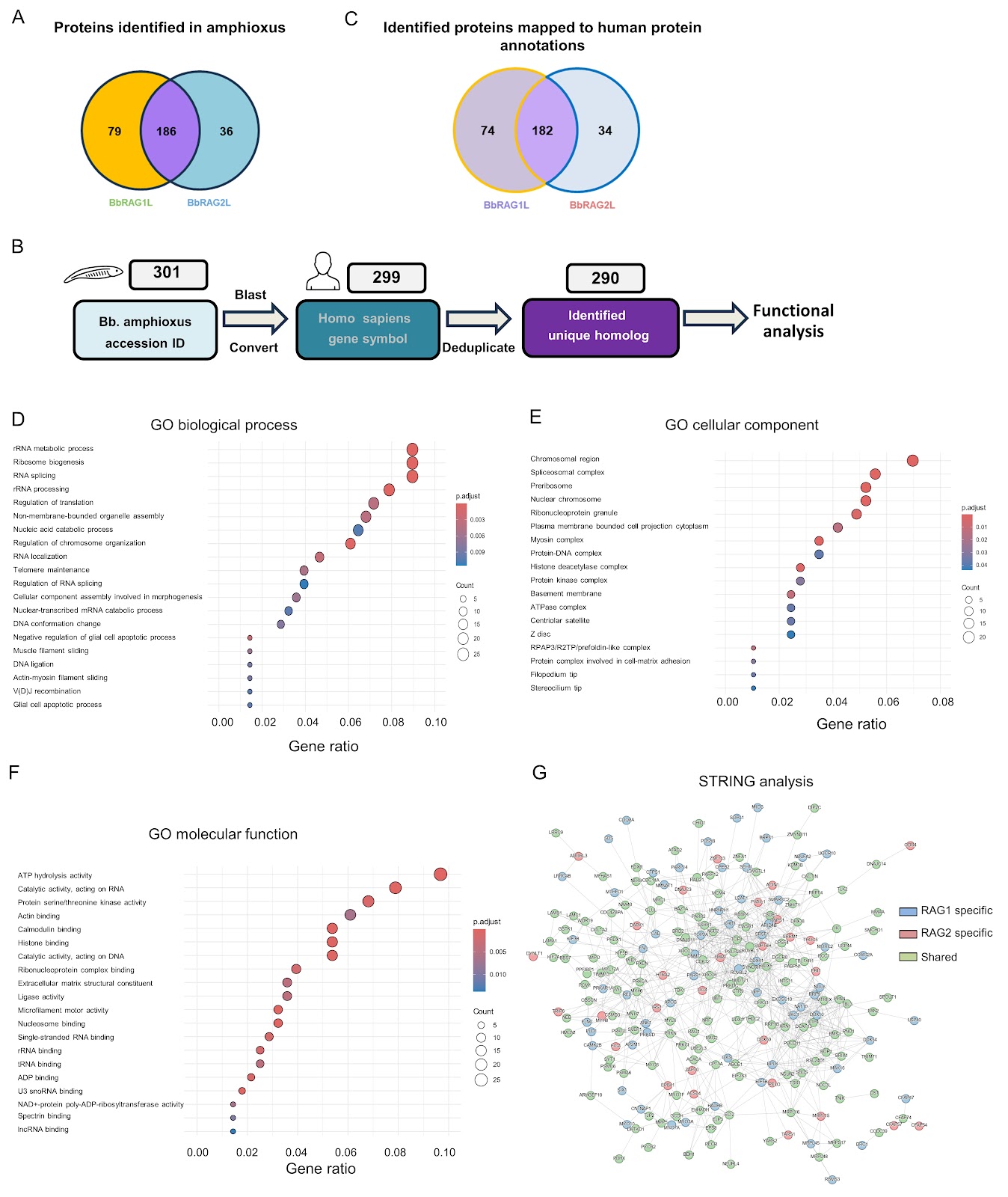 Development of an in vitro TurboID labeling assay for the detection of protoRAG-interacting proteins in the amphioxus