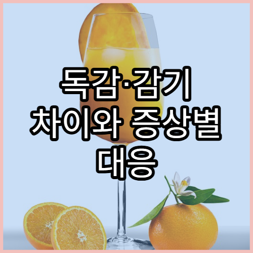 독감·감기 차이와 증상별 대응 방법 자세히 정리
