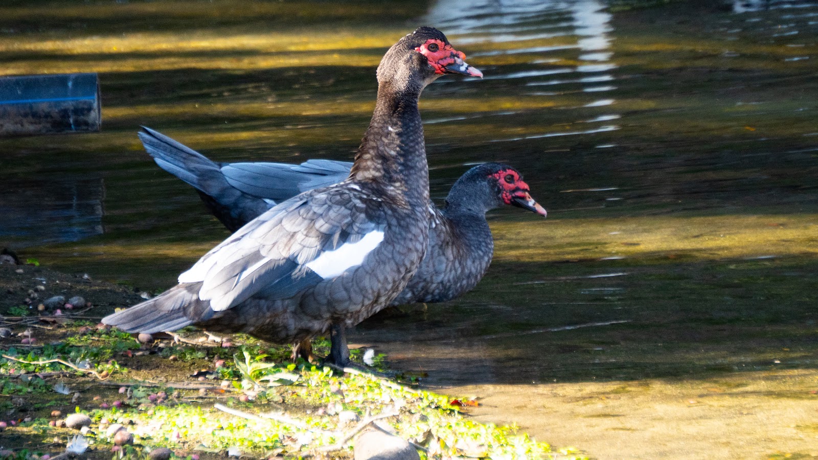 Par de Patos