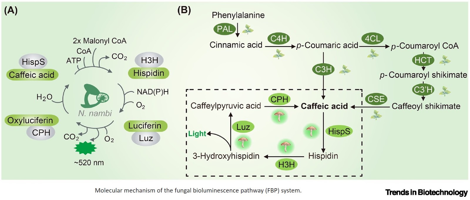 Biotechnologies based on the fungal bioluminescence pathway