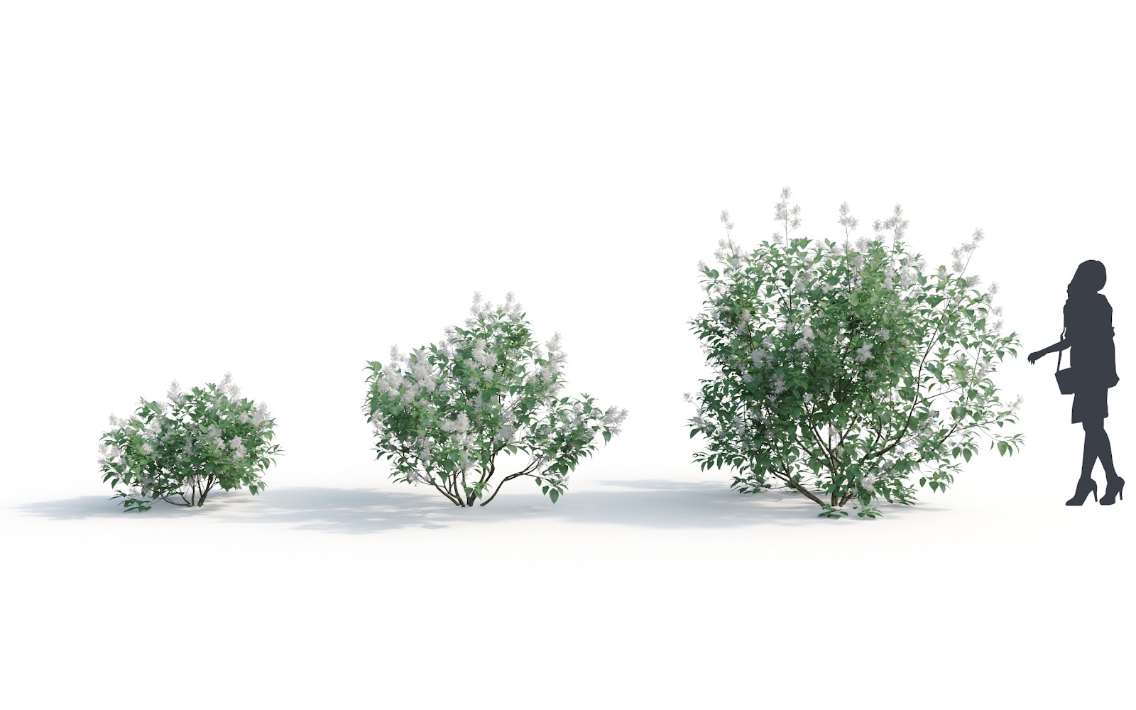 Maxtree - Plant Models Vol.6