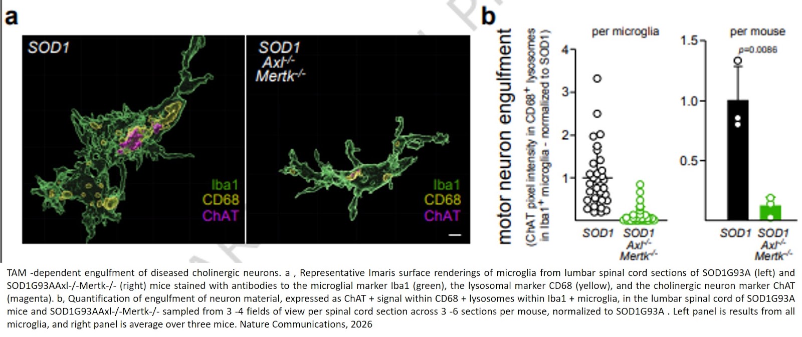 Microglia deploy TAM receptors to kill motor neurons in a mouse model of amyotrophic lateral sclerosis