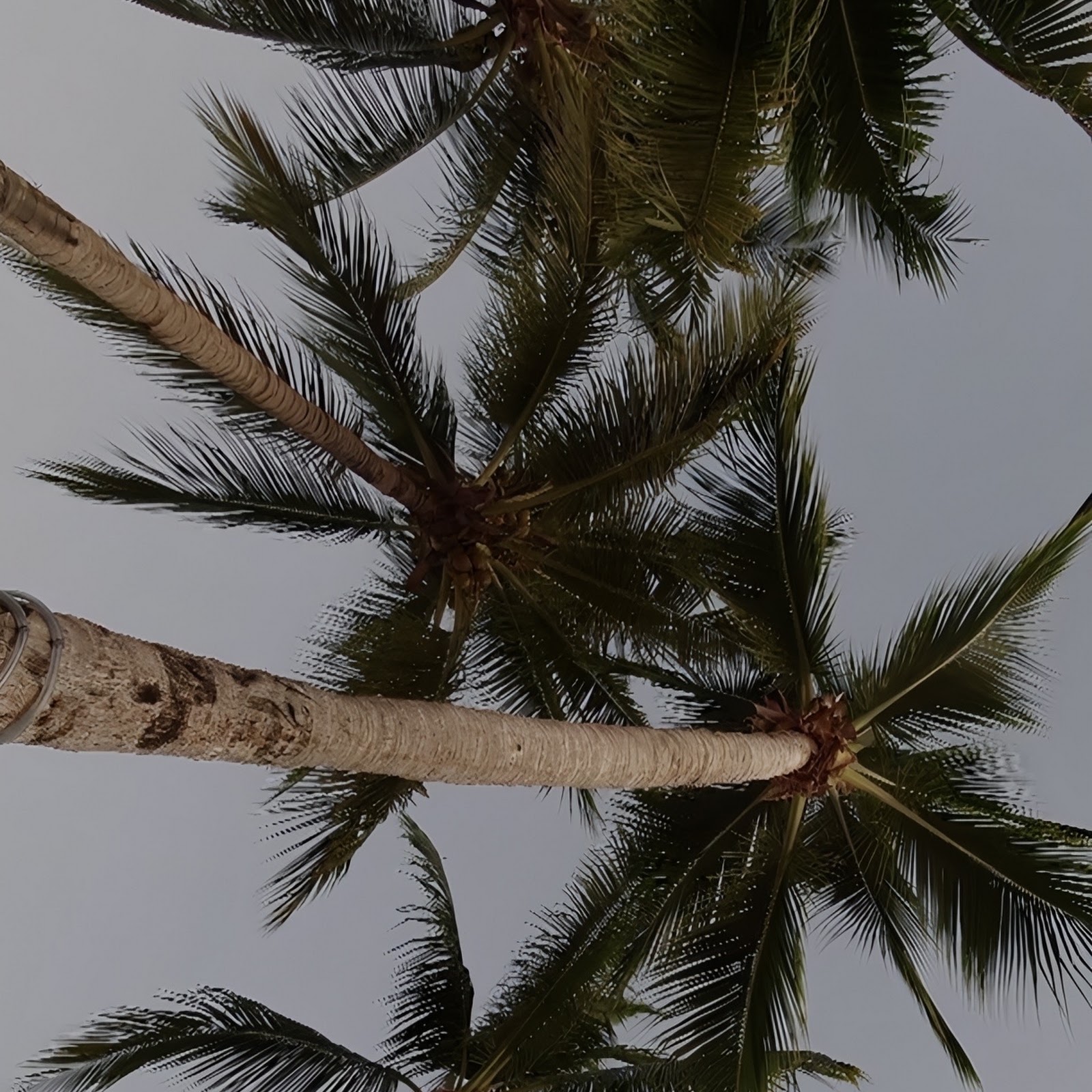 Download Palm Trees Under Gray Sky Full HD iPhone