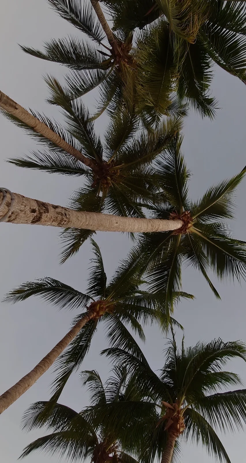 Palm Trees Under Gray Sky - Minimalist Nature Photography Full HD iPhone Wallpaper (1220x2288)