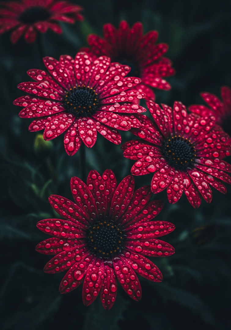 Rain-Kissed Dark Red Daisies