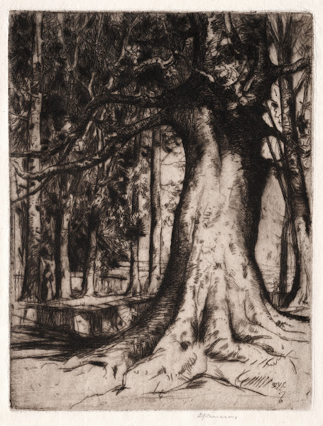 The Sycamore 1905
