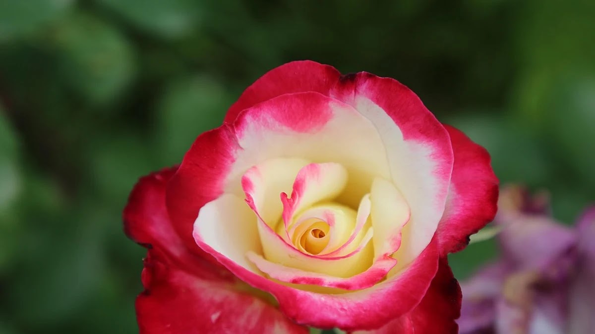 해외직구 금지 품목과 통관불가 사례별 대응 방법 정리