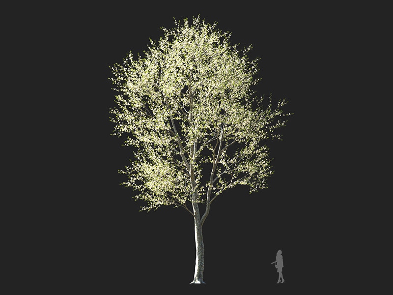 Maxtree - Plant Models Vol.132