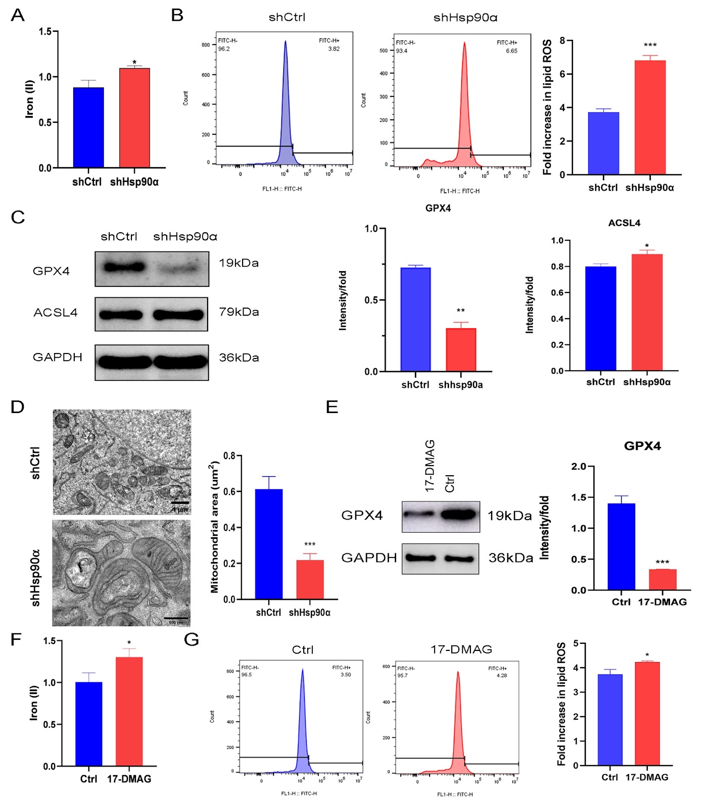Hsp90α promotes chemoresistance in pancreatic cancer by regulating Keap1-Nrf2 axis and inhibiting ferroptosis