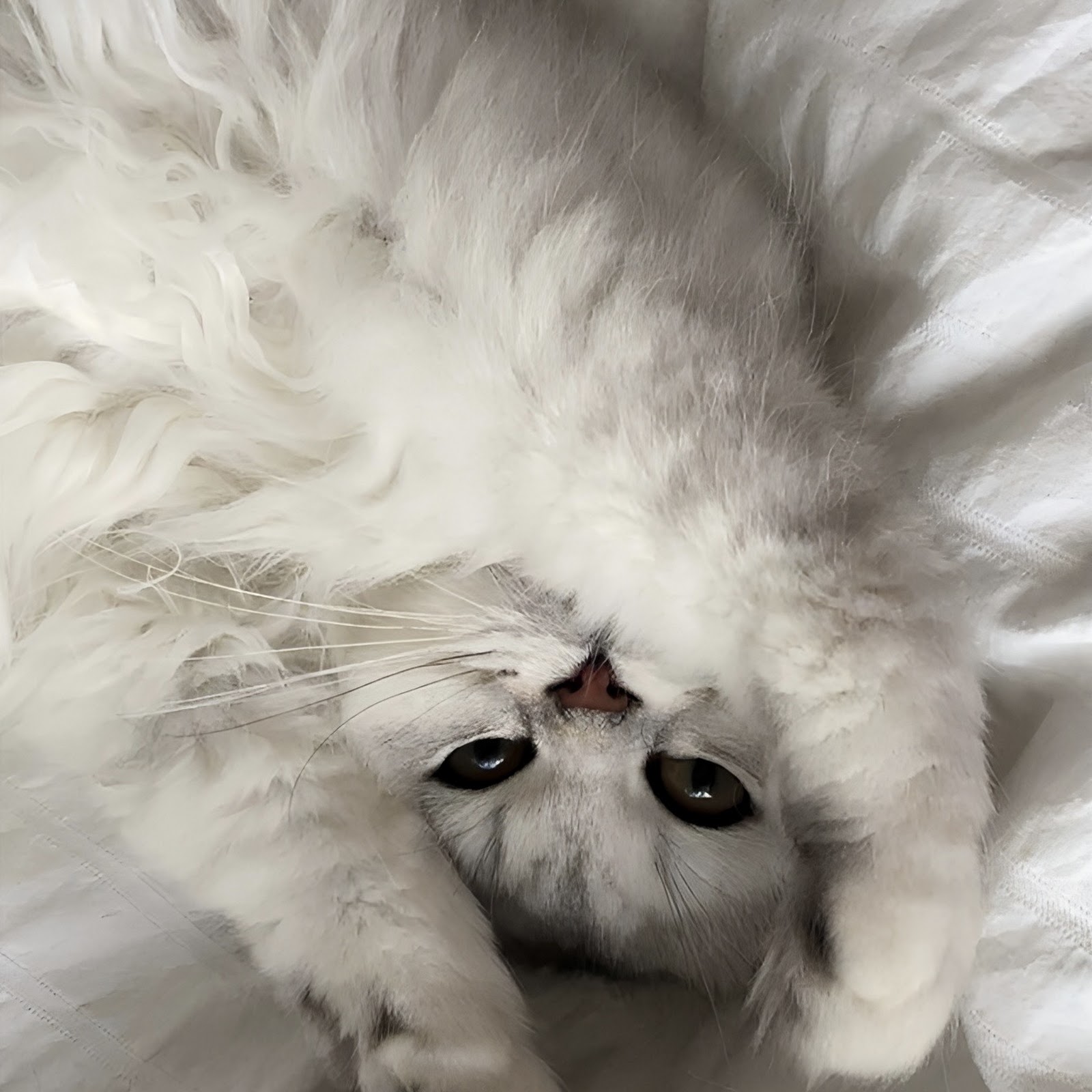 Download Fluffy White Cat Stretching on Bed Full HD iPhone