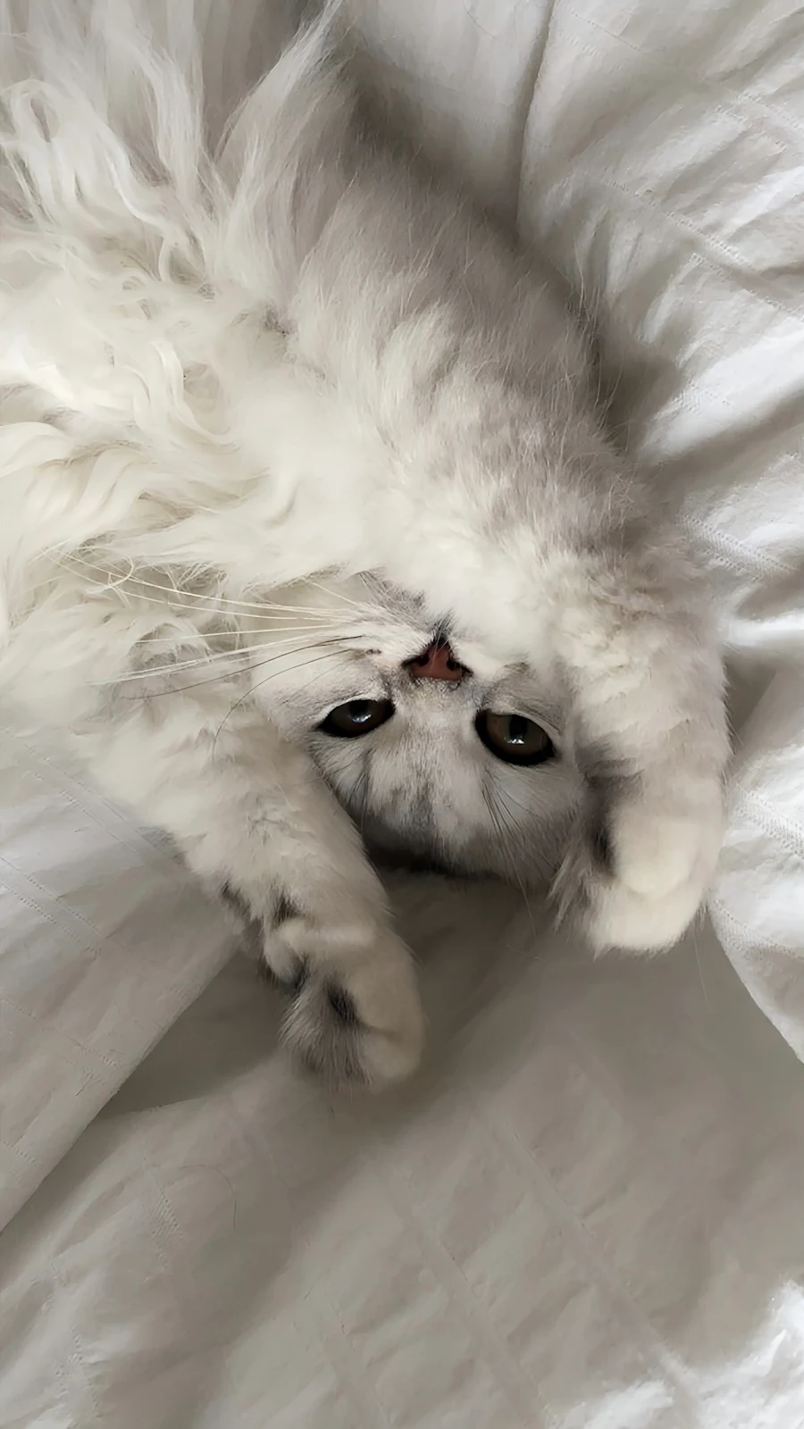Fluffy White Cat Stretching on Bed - Pet Photography Full HD iPhone Wallpaper (1287x2288)