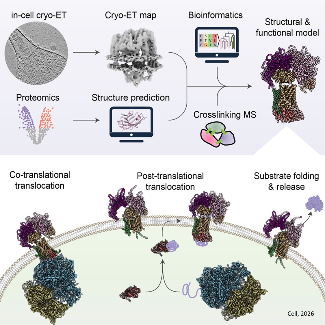 In-cell discovery and characterization of a non- canonical bacterial protein translocation-folding  complex
