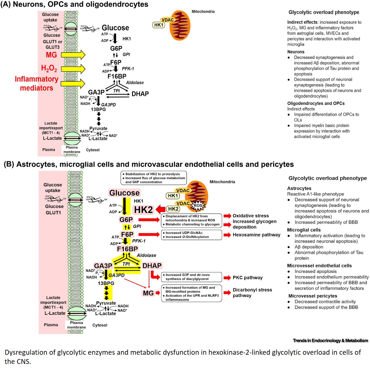 Hexokinase-2–glycolytic overload axis in brain disorders exacerbated by diabetes