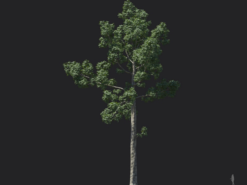 Maxtree - Plant Models Vol.121