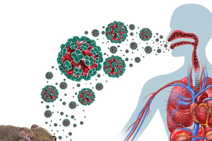 Bộ Y tế khuyến cáo phòng bệnh do virus Hanta - Báo Tri thức &amp; Cuộc sống