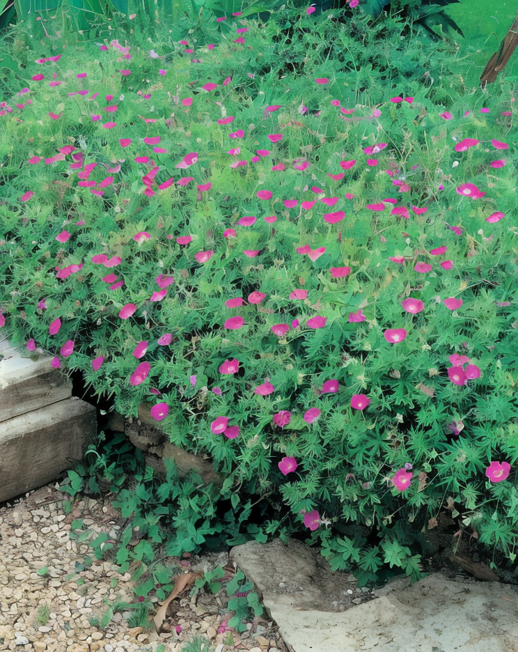 Geranium sanguineum in piena fioritura con petali magenta, ideale per giardini rocciosi