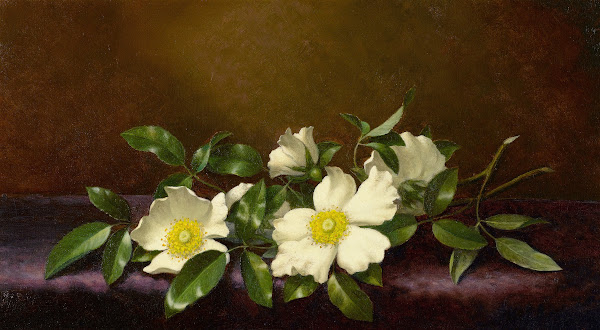 Cherokee Roses on a Purple Cloth 1894