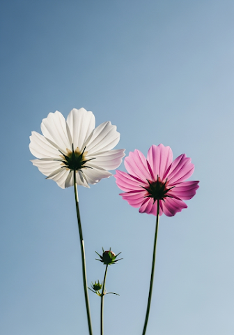 Pink and White Cosmos Against Blue Sky