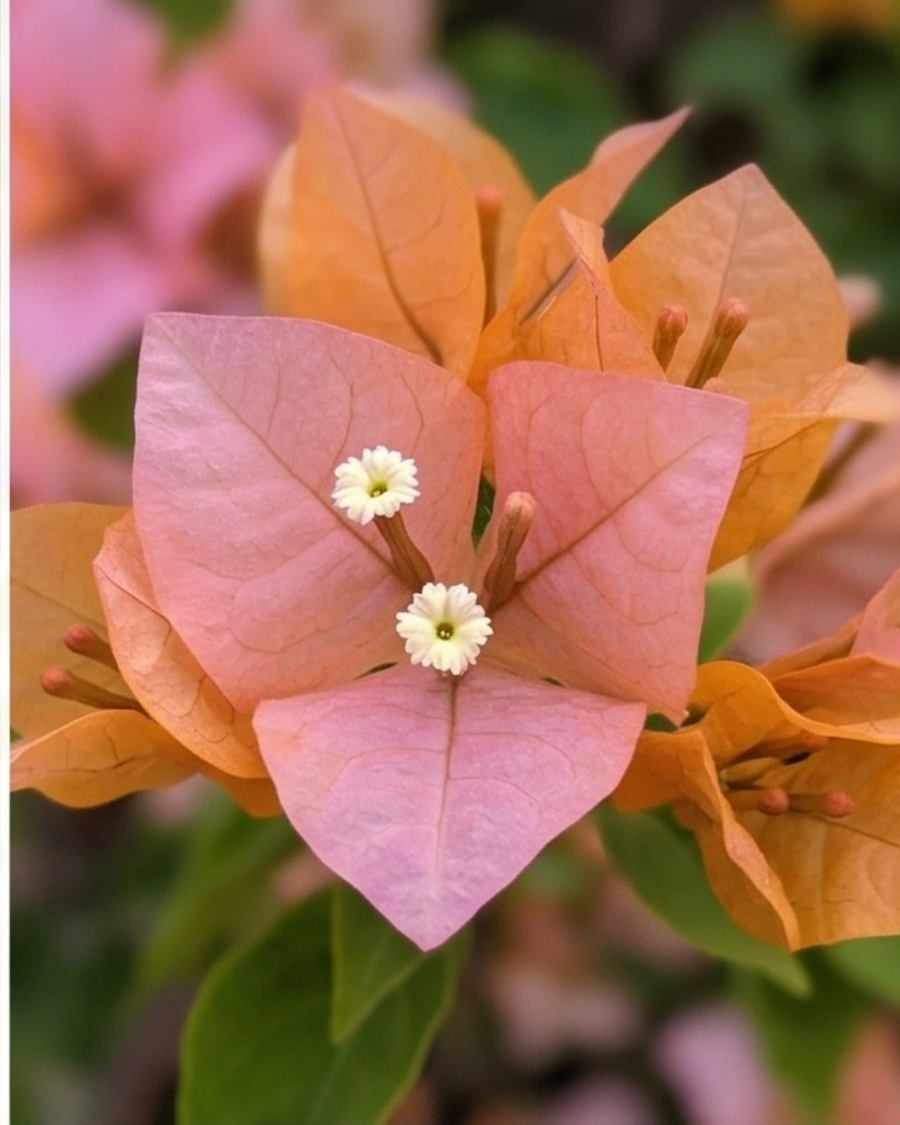 Imported Huge Evan Bougainvillea Plant — view 6