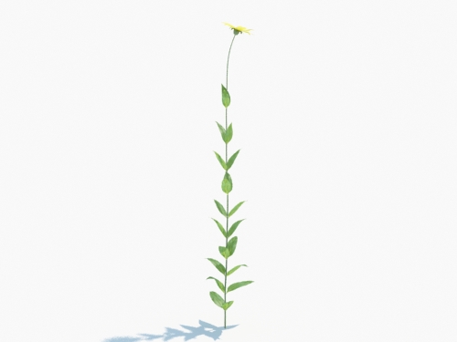 Maxtree - Plant Models Vol.3