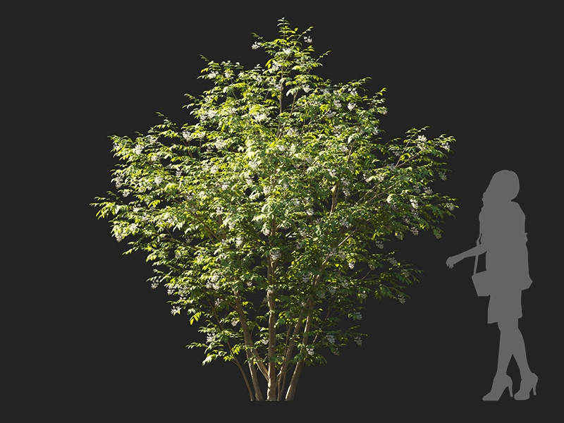Maxtree - Plant Models Vol.122