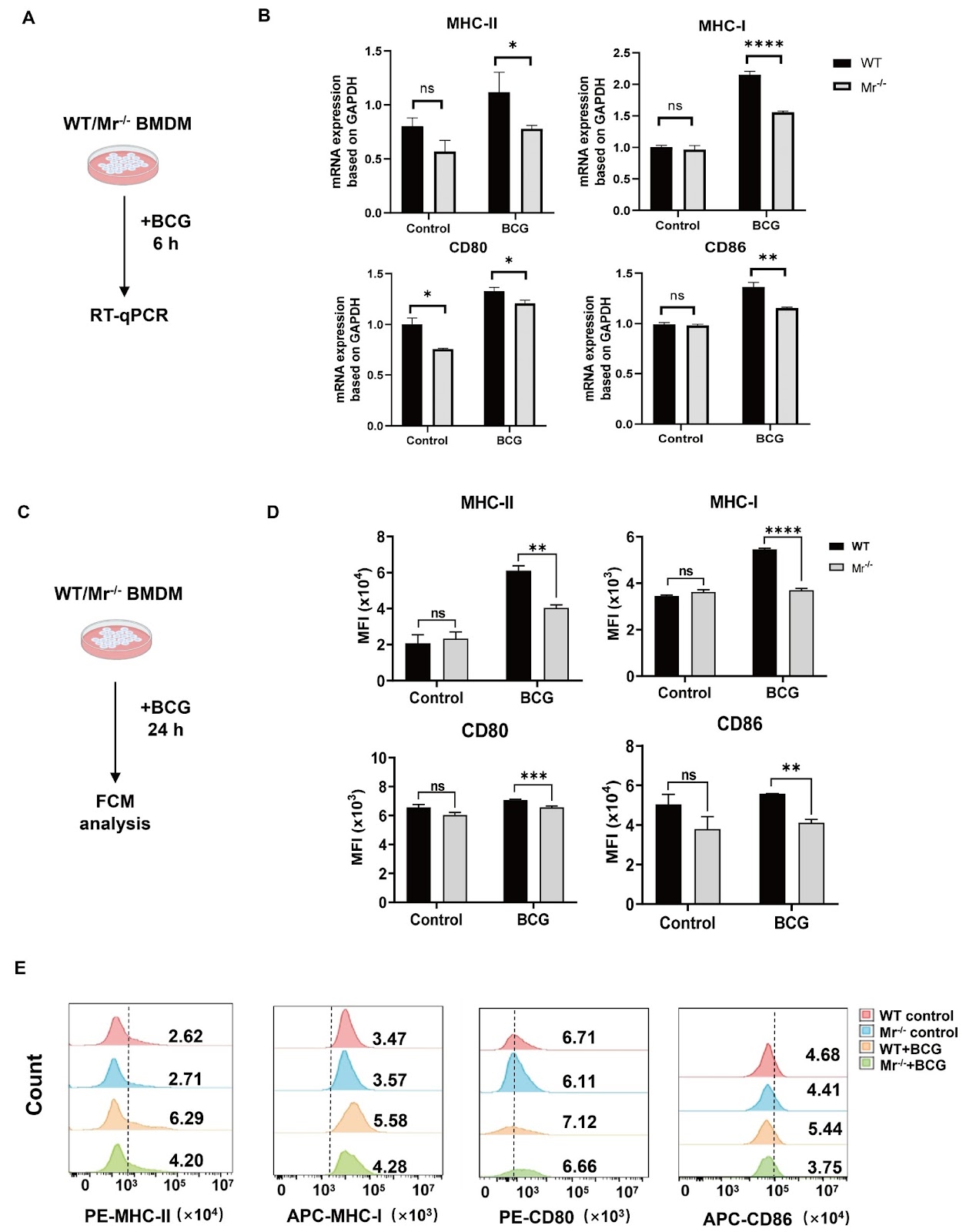 Macrophages exploit the mannose receptor and JAK-STAT1-MHC-II pathway to drive antigen presentation and the antimycobacterial immune response after BCG vaccination
