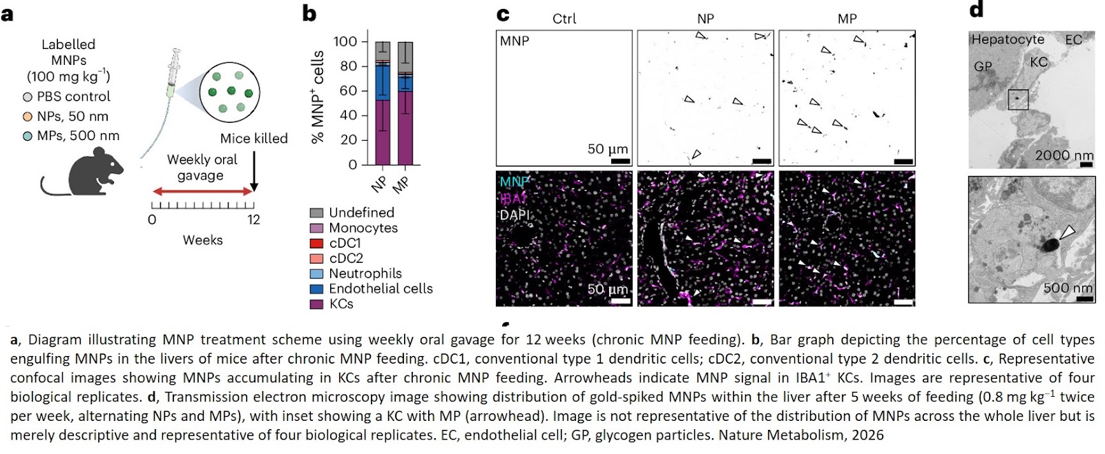 Size-dependent plastic exposure disrupts macrophage function and tissue-specific metabolism