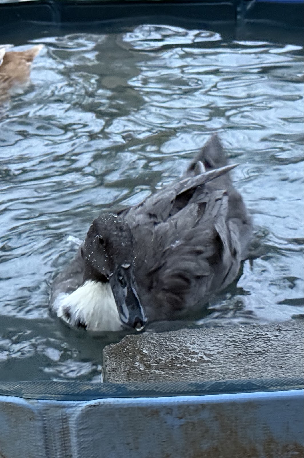 Blue Swedish Duckling