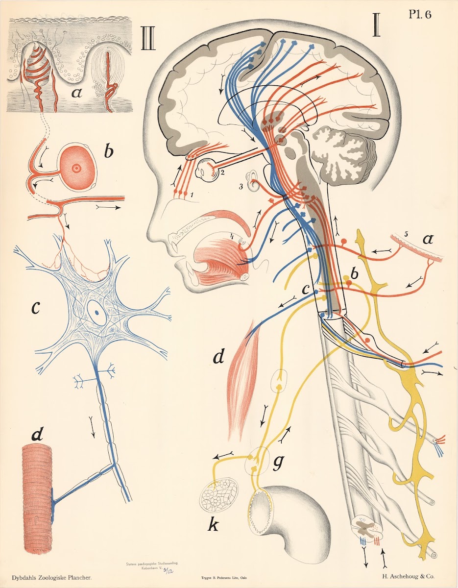 Nervesystemet 1881