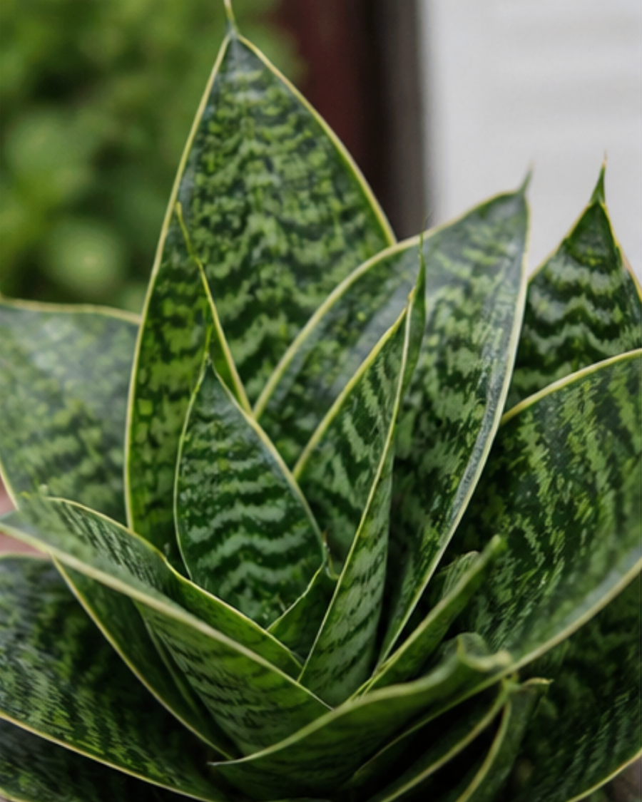 Sansevieria Dwarf Snake Plant — view 5