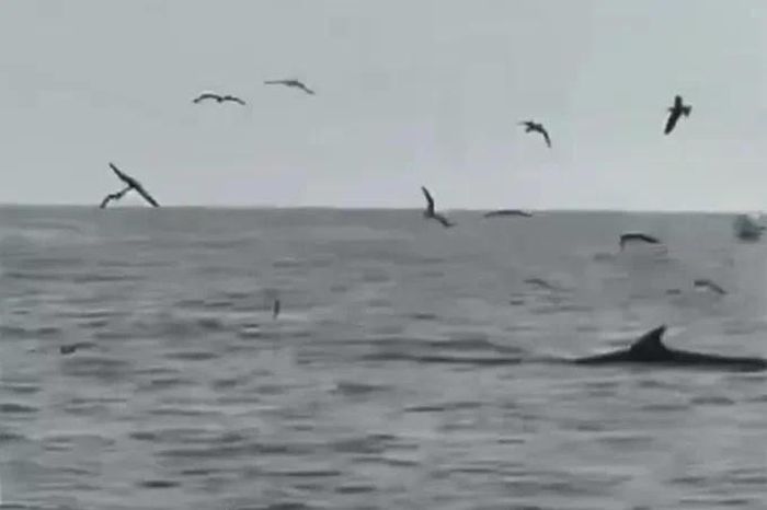 Khoảnh khắc cá voi trồi lên mặt nước vùng biển ở Gia Lai săn mồi - Báo Tri thức &amp; Cuộc sống