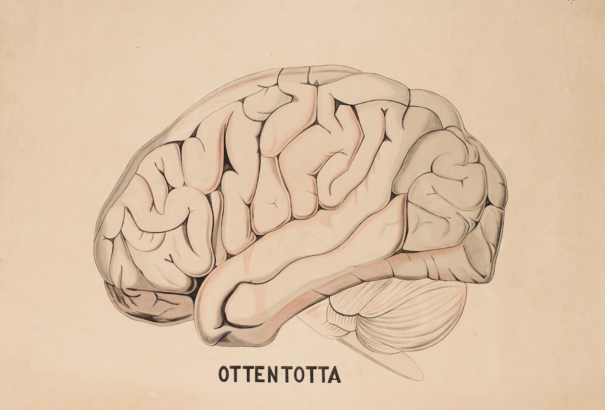 A Hottentot brain 19th century