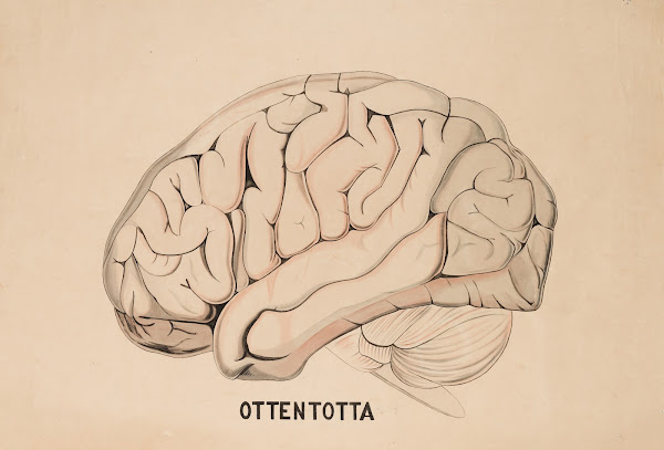A Hottentot brain 19th century