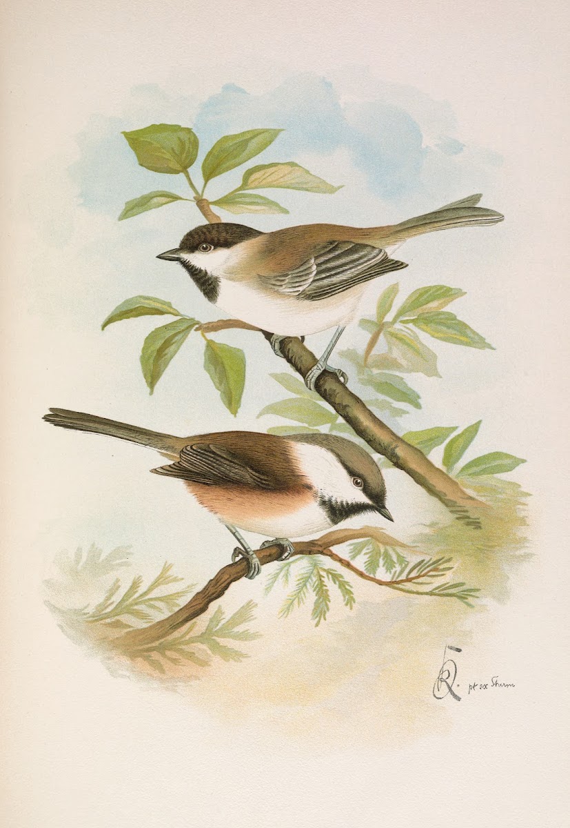 Parus cinctus Parus lugubris