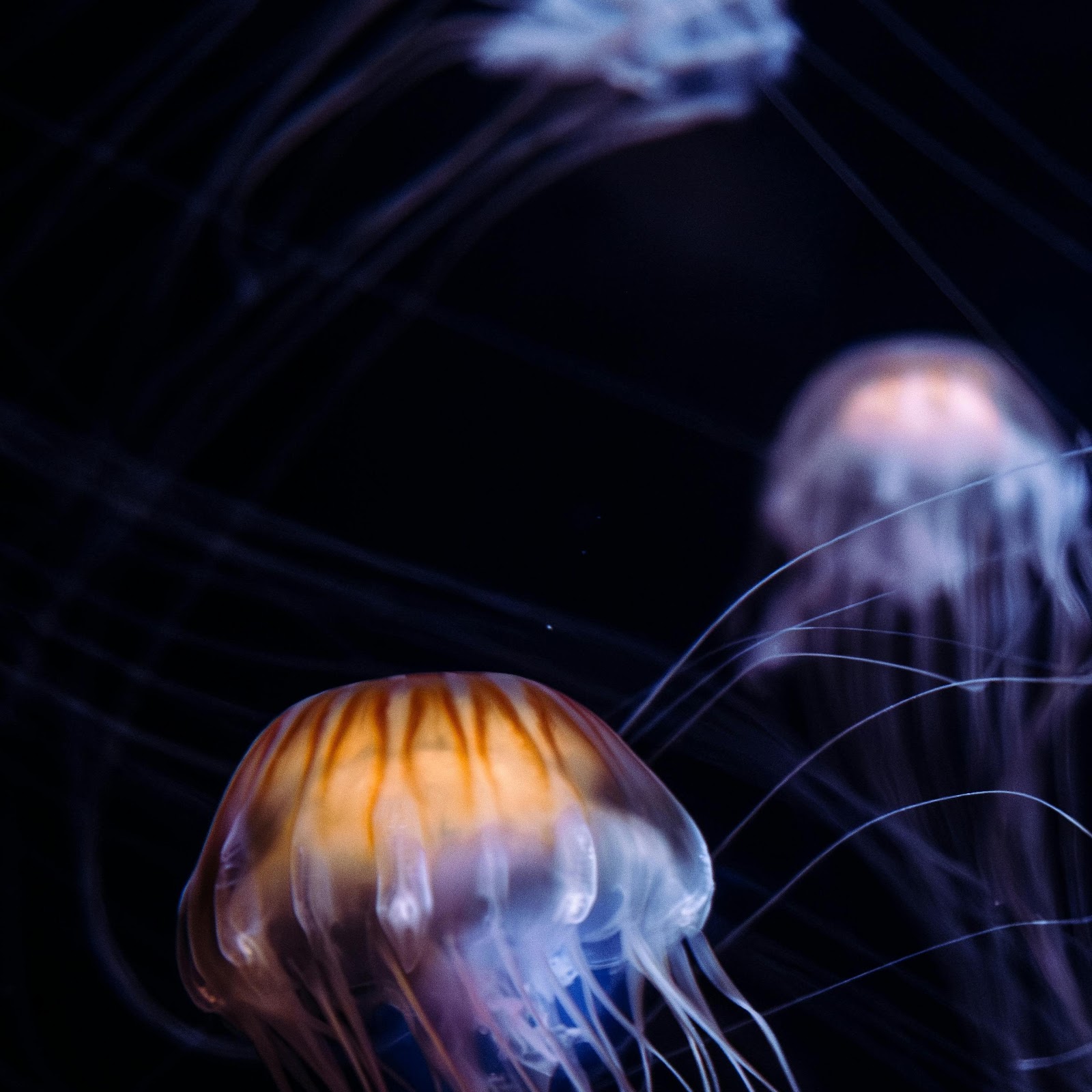 Download Glowing Jellyfish Floating In Darkness 5K iPhone