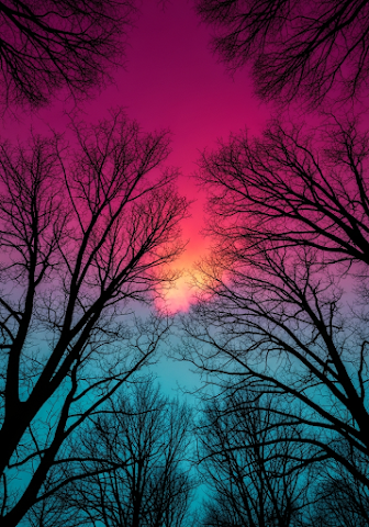 Silhouetted Trees Sunset Sky