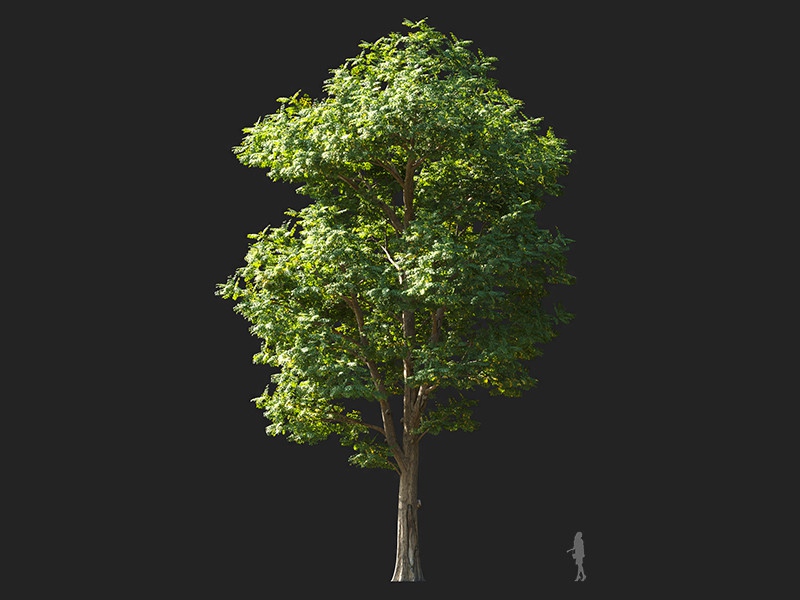 Maxtree - Plant Models Vol.132