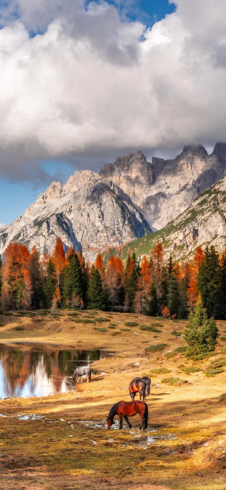 Autumn Horses Near Alpine Peaks - Landscape Photography iPhone Wallpaper (1076x2331)