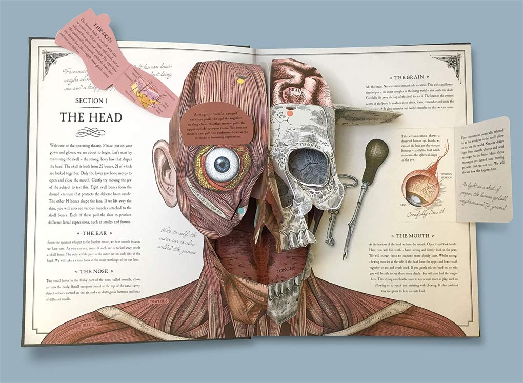 The Human Body: A Pop-Up Guide to Anatomy - thumbnail 2